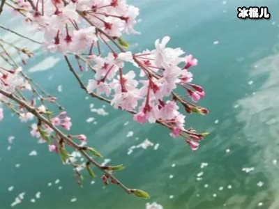 《落花时节》开始挑选演员，这次是否会延续经典？