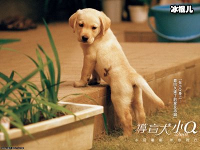 《导盲犬小q》催泪升级，短暂一生予人光明！