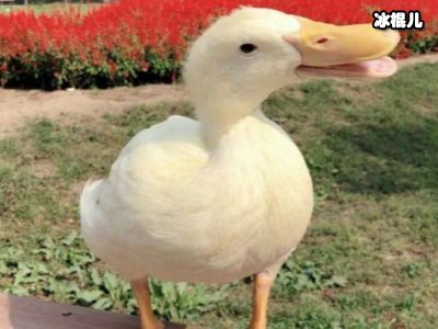 宠物鸭吉吉事件登上热搜，背后暴露的是人性的丑恶！