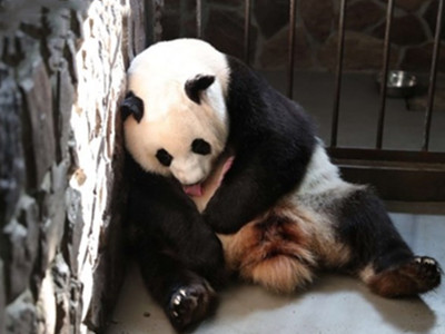 还记得可爱的大熊猫吗 幼仔肉嘟嘟